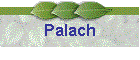 Palach