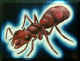 red ant.jpg (165126 bytes)