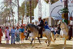 Feria celebration in Jerez de la Frontera has beautiful horses