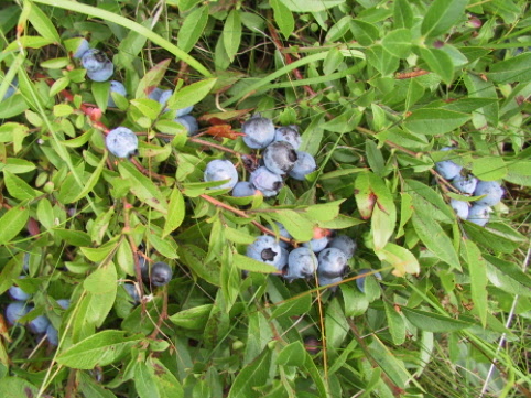 Blueberries are plentiful around Holyrood