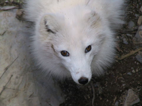 A white Fox
