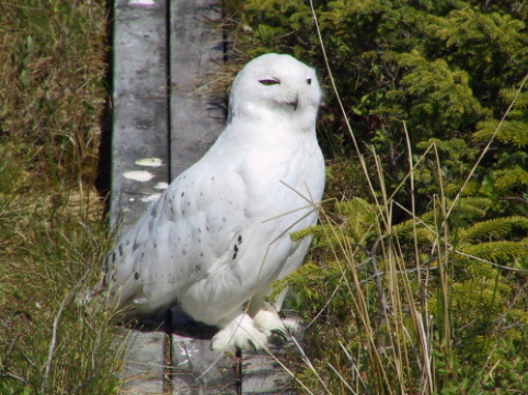 hear the sweet sounds of a snowy owl at the salmonier nature park