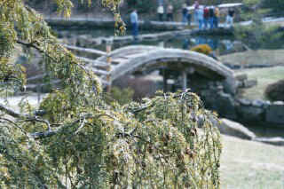 Japanese Garden Bridge.jpg (48780 bytes)