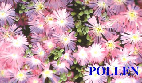 pollen.JPG (24659 bytes)