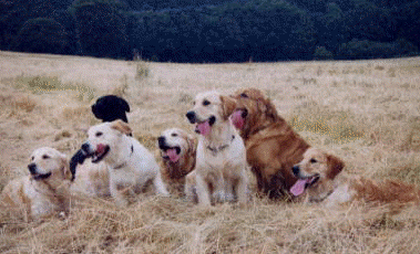 The dogs in  our set-aside field in July '99