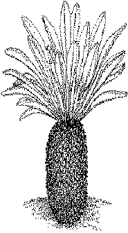 Euphorbia bupleurifolia      tek. Magda Verbeeren