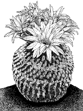 Pelecyphora pseudopectinata    tek. Johan Keirse