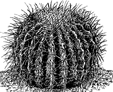 Echinocactus Grusonii    Tek. Magda Verbeeren