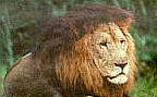 lion.jpg (4933 bytes)