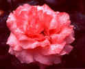rose.jpg (30261 bytes)