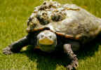 turtle.JPG (41893 bytes)