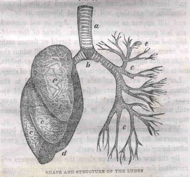Shape and structure of the Lungs