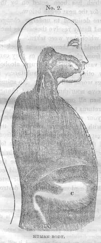 No. 2, Side View, Upper Human Body, Mouth - Intestinal Tract