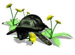 turtle_eating_dandelions_md_wht.gif