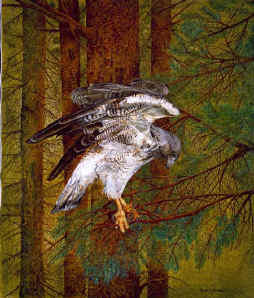 White Tailed Hawk by artist Rembrandt P. Muffie