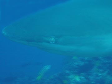 Galapagos Shark sees all tells all
