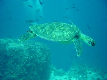 Sea Turtle seeking shelter from divers