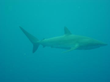 Circling silky shark on safe stop
