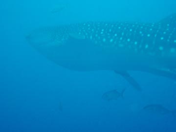 Whale Shark Darwin Island