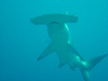 Hammerhead shark over head