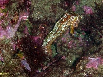 Sea Horse at Puerto Egas
