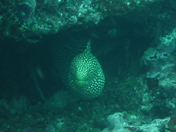Spotted Golden moray