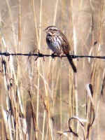 Song Sparrow photo by Eddie Ray January 2002