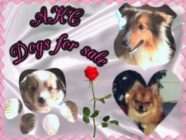 AKC Dogs for sale