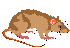 Rat