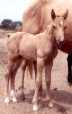 palomino colt by Harvest Gold