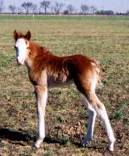 Red Sabino Overo Stud Colt - born 2-25-02