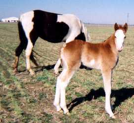 Red Sabino Overo Colt with his dam - War Trace's Stroke Of Luck
