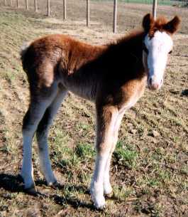 Foxtrotter Sabino Filly born 2-20-02