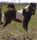 Sold - Beautiful black and white filly sired by Pure Luck, born 10-20-04