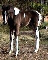 Black & white stud colt, born 10-09-03, sired by Pure Luck. Click here for more details.