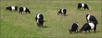 Belted Cows