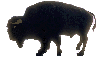 buffalo