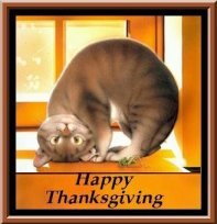 Thanksgiving Cat