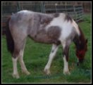 Hidden Acres Foxtrotters' Blue roan & white filly sired by Pure Luck.