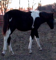 black & white colt born 5-3-02 photo#1