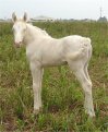 Sold - Cremello filly, born 10-3-05, sired by Vanilla-N-Ice