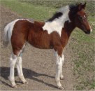 Sold - very gentle bay and white filly sired by Pure Luck, born 1-31-05
