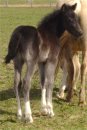 Sold - This beautiful black and white stud colt is being sold as a 3 in 1 package deal