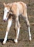 golden palomino foxtrotter stud colt photo #1