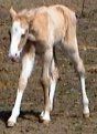 palomino stud colt, born 3-11-03, sired by Harvest Gold