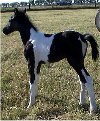 Black & white filly, born 10-10-03, sired by Pure Luck.