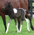 black & white filly, born May 2004, sired by Pure Luck