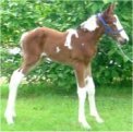 Bay and white filly