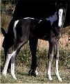 black & white filly, born 10-17-03, sired by Pure Luck