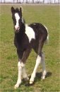 Sold - Uniquely black & white tobiano foxtrotter filly